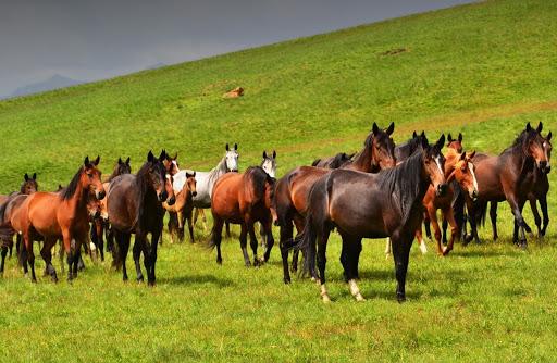 élevage de chevaux