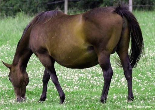 caballo preñado