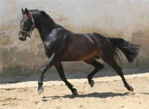 Description de la race de cheval d'équitation russe et règles d'entretien