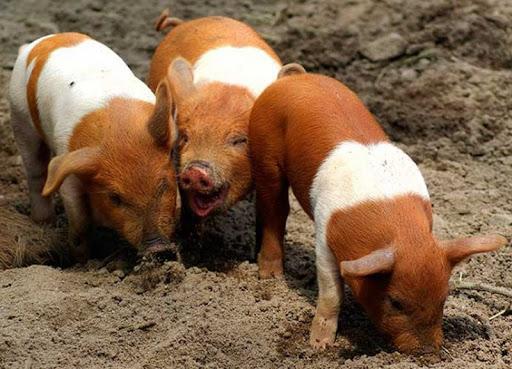 Pig na Protesta ng Danish