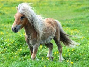 Description et caractéristiques des chevaux de la race Falabella, caractéristiques du contenu