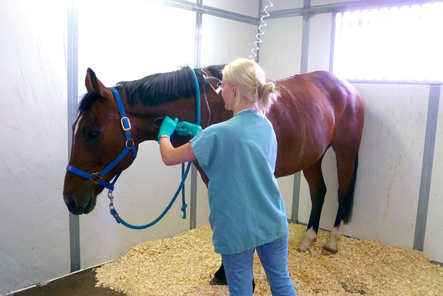 coliques chez les chevaux