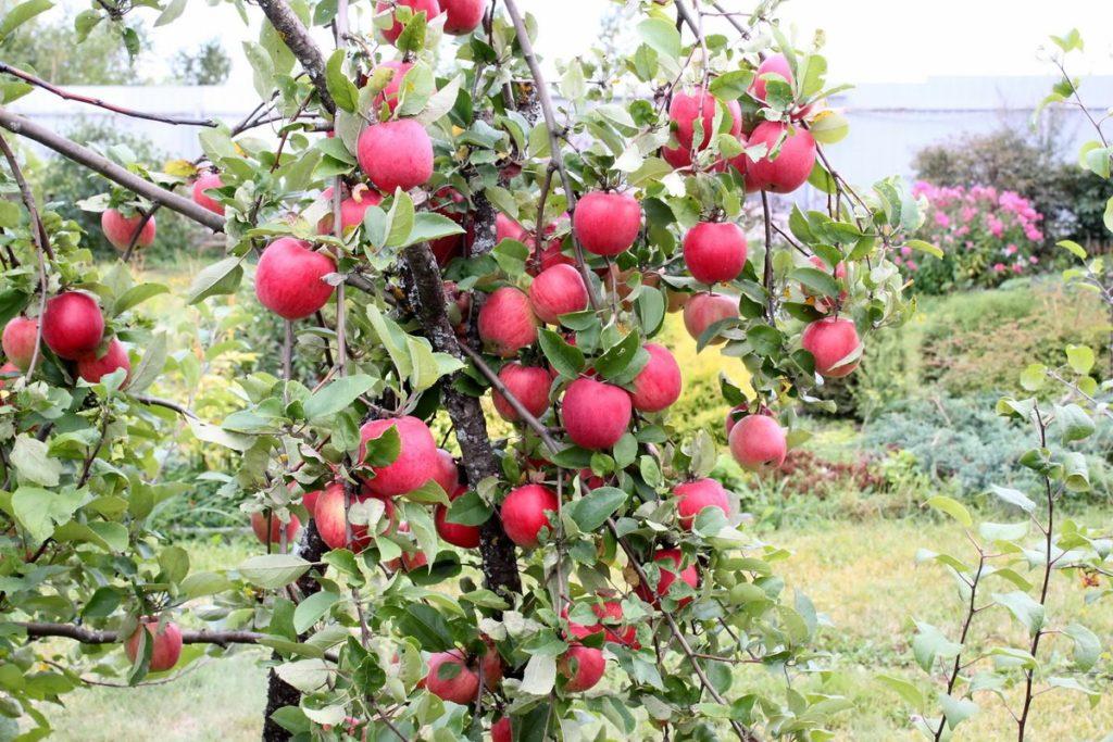 pokok epal orlovskoe berjalur