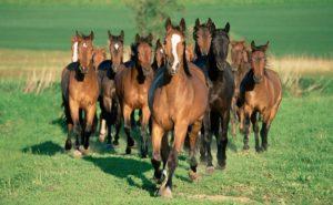 Comment élever correctement des chevaux, dépenses à venir et avantages possibles