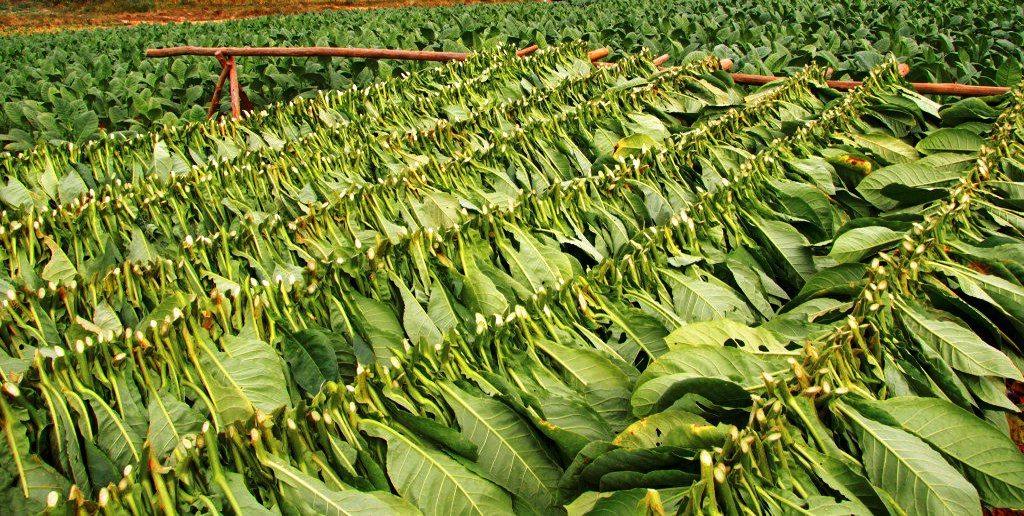 Tobacco leaves