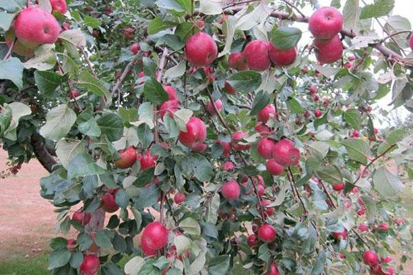 apple tree silver hoof