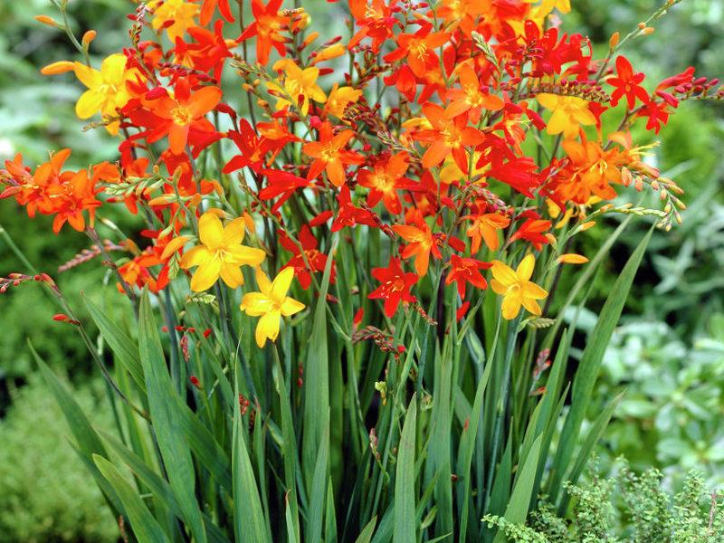 japanese gladiolus