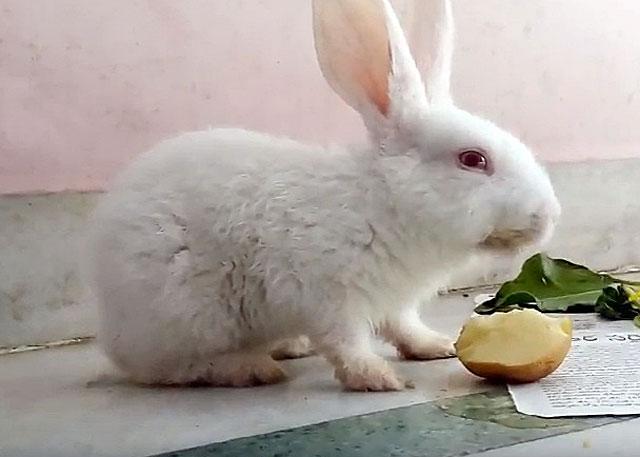 rabbit feeding