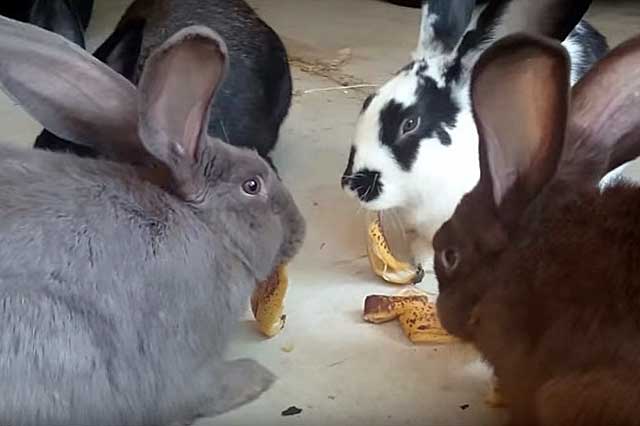 alimentando conejos