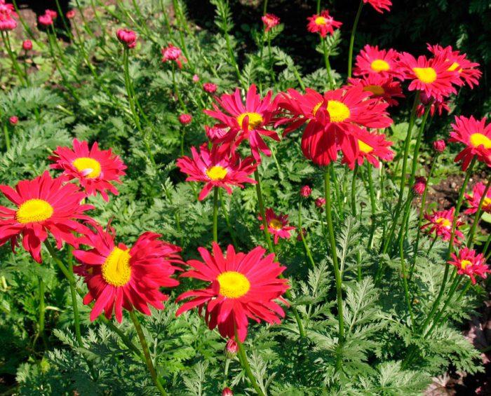 pyrethrum flowers