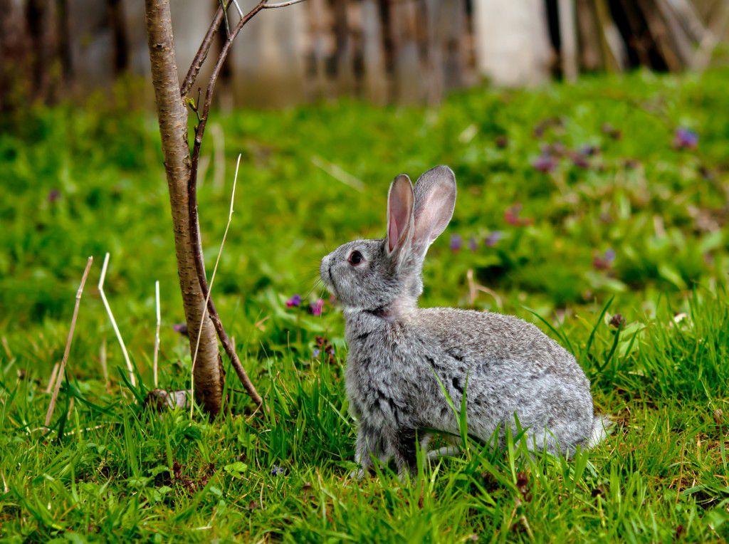 rabbit feeding