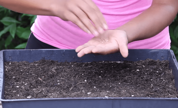 planting eggplant