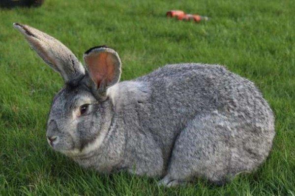 lapin gris géant