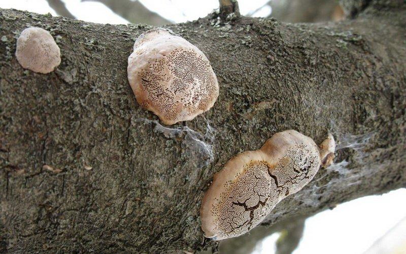 Champignon de l'amadou de prune