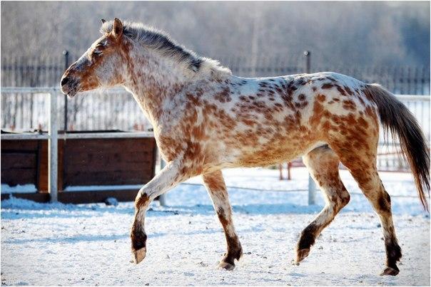 cheval chubara