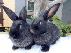 Description et caractéristiques des lapins de la race Poltava Silver, prenez soin d'eux