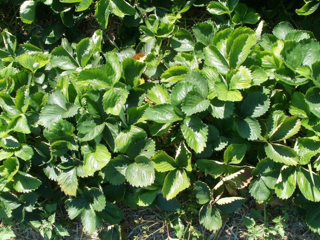 strawberry bushes