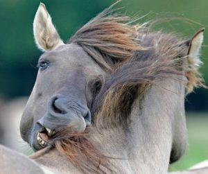 Formas de infección y síntomas de la enfermedad equina equina, instrucciones de tratamiento.