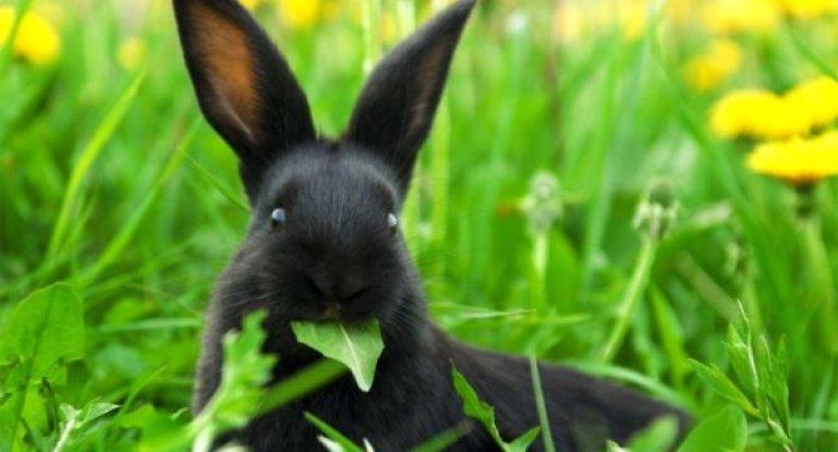 lapin noir