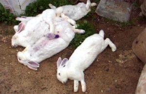 Symptoms and treatment of rabbit hemorrhagic disease