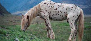 Descripción y razas de caballos chubar, historia de apariencia y matices de color.