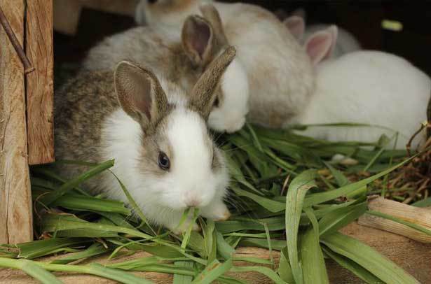 feeding rabbits