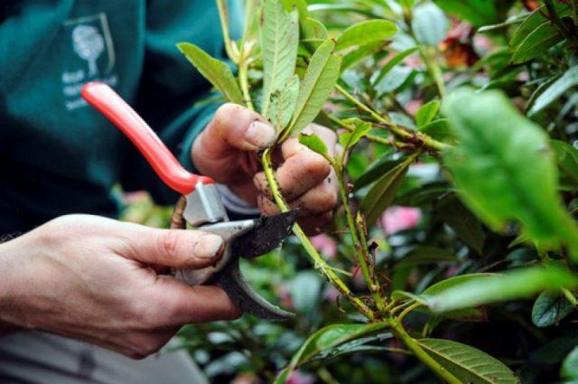 pruning a bush