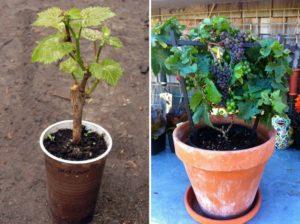 Variedades de uva para cultivar en un apartamento y cuidado en el hogar.