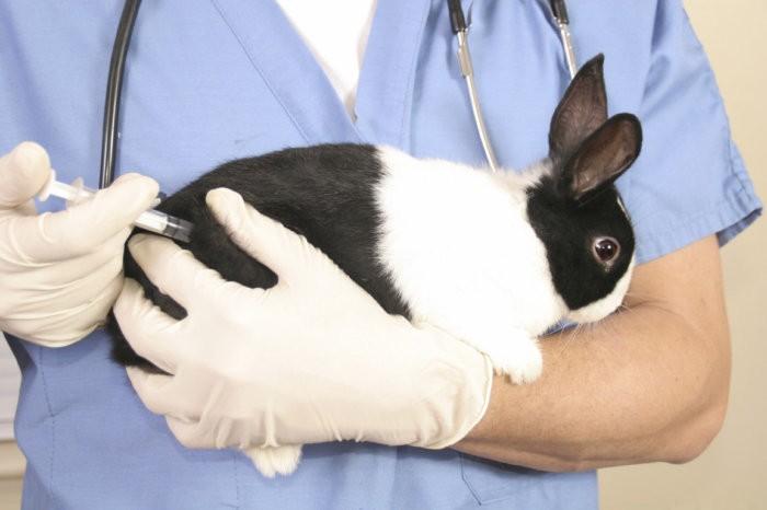 associated vaccine for rabbits