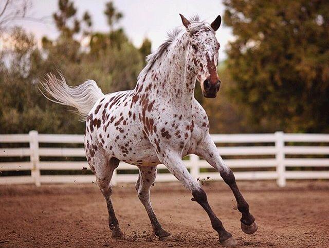 forelock horse