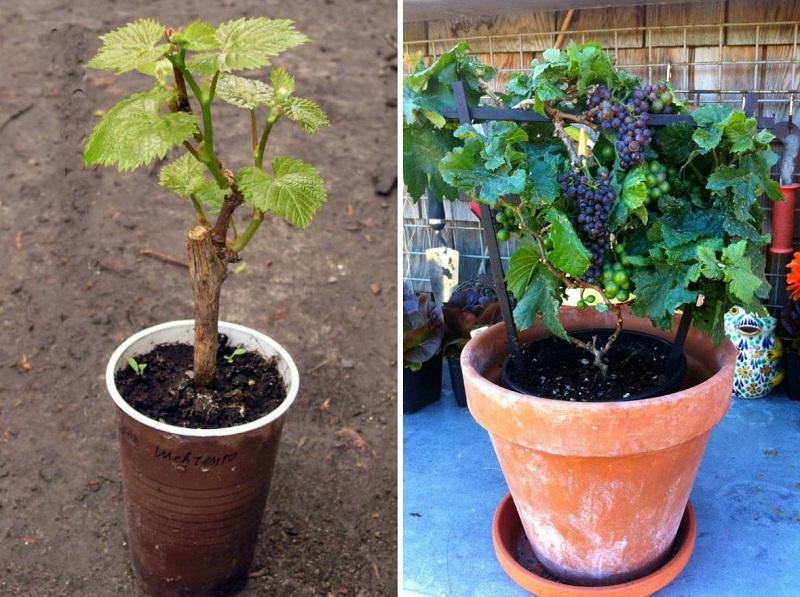 cultivo de uvas en un apartamento