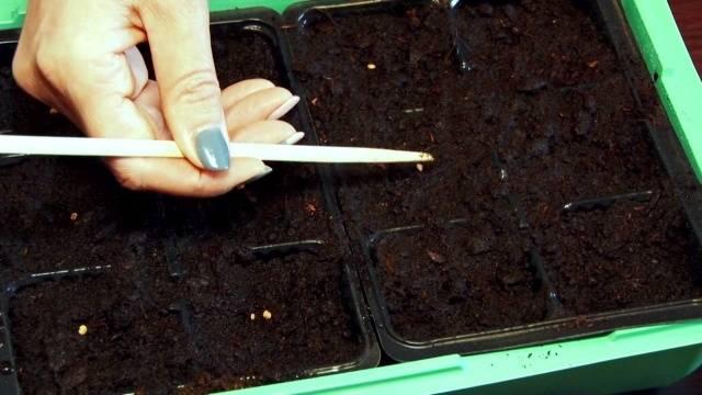 planting seedlings