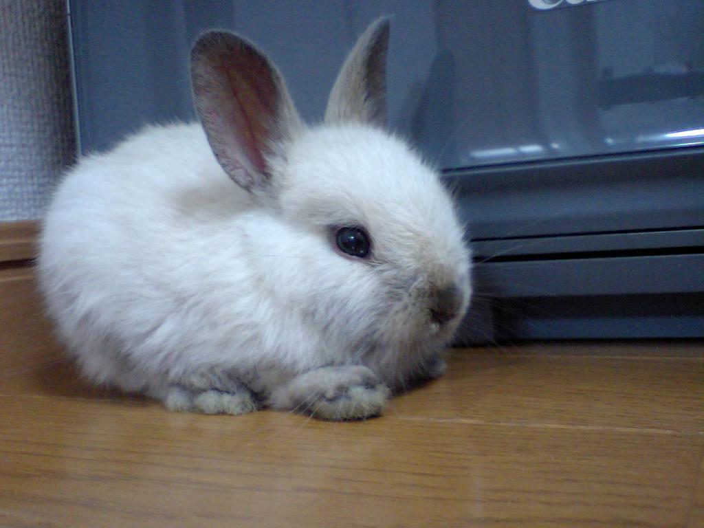 little rabbit