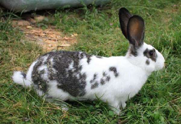 papillon lapin