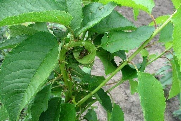 Nanisme de la prune