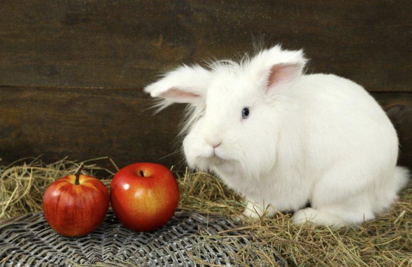 est-il possible de donner des pommes aux lapins