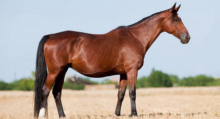 caballo de la bahía