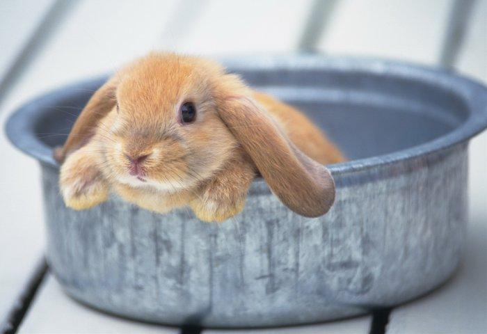 bathing rabbit