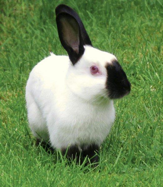 himalayan rabbit