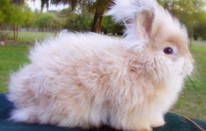 lapin angora