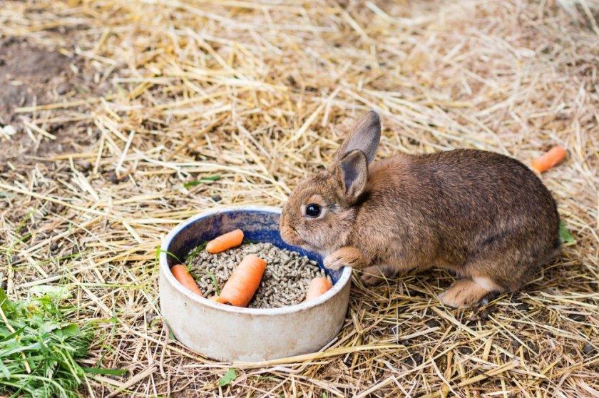 feeding rabbits