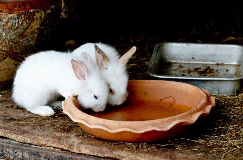 bebida de conejos