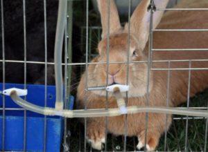 How you can water rabbits in winter, norms and requirements for outdoor keeping