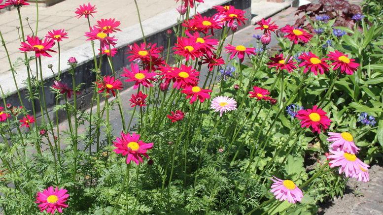 feverfew flowers