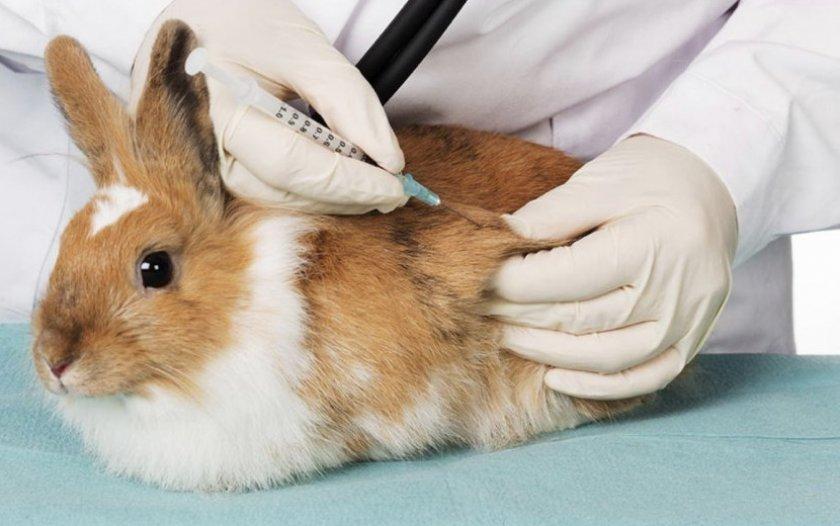 vaccination des lapins