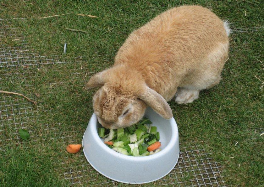 rabbit eating