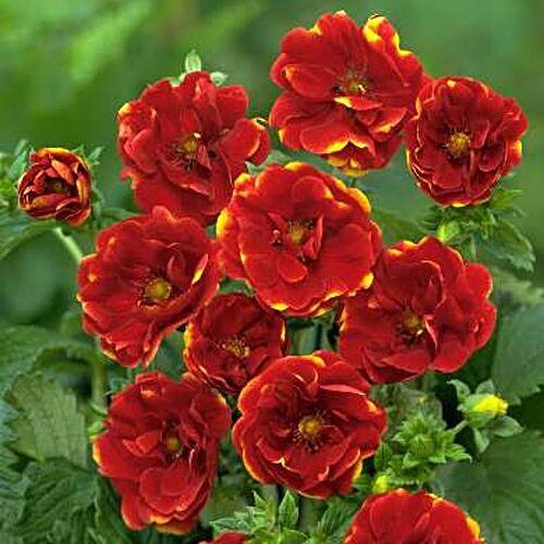 terry cinquefoil