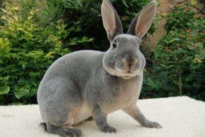 Description and characteristics of Rex rabbits, rules of maintenance