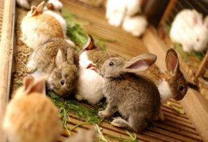 Quand et à quel âge vous pouvez retirer des lapins du lapin et les règles