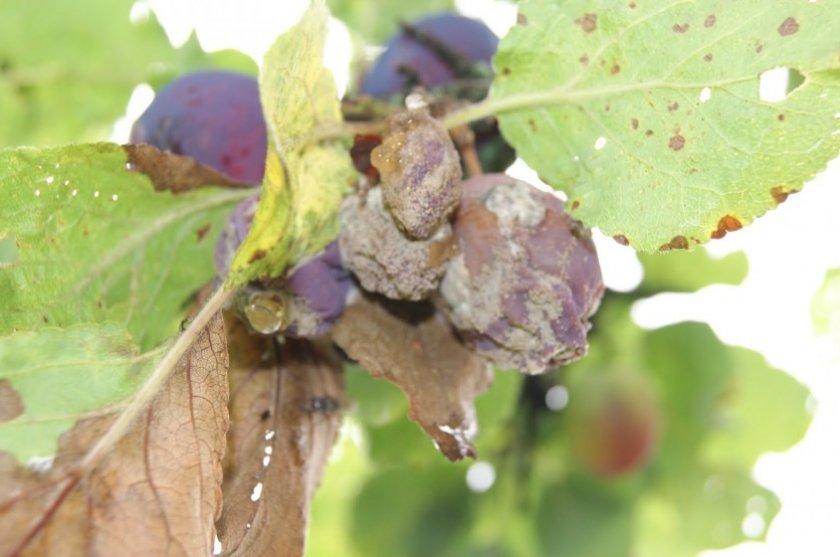 maladie de la prune Clasterosporium